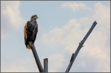 Seeadler an der Mittelelbe