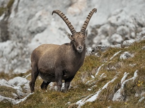 Steinbock