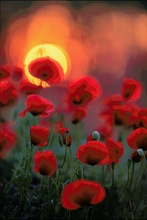 roter Mohn verblasst nicht