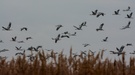 Abflug der Kraniche