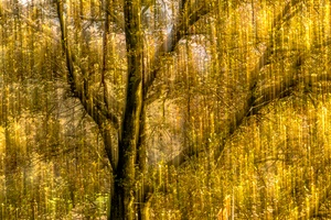 Goldener Herbstbaumwischer