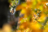 Waldkauz im herbstlichen Buchenwald