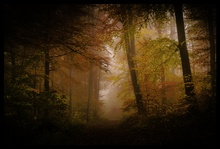 Novembermorgen im Wald