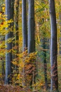 Herbst-Wischer