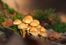 Eine kleine Pilzgruppe