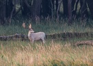 Weißer Damhirsch