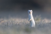 Vielleicht, vielleicht auch nicht !!!