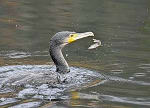 Glück und Pech