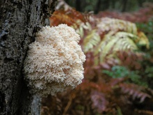 Ästiger Stachelbart (hericium coralloides)