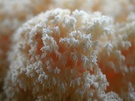 Ästiger Stachelbart (hericium coralloides)