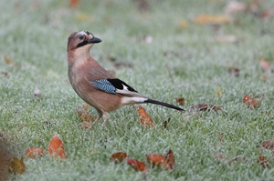 Wachsamer Eichelhäher