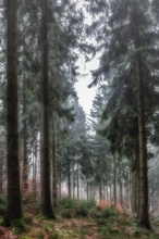 Nebel in Nadelwald