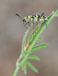 Variabler Widderbock (Chlorophorus varius)