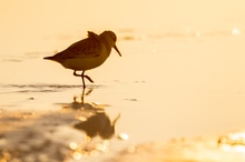 Sanderlings Abendspaziergang