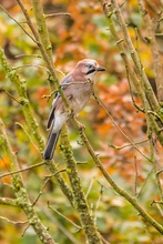 Eichelhäher im herbstlichen Geäst