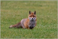 ... auf den Elbwiesen ...