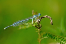 Blaue Federlibelle