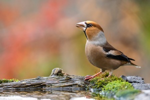 Finkenkönig