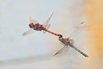 Eigentlich ist so ein Bild