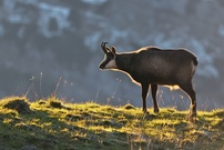 Gamsbock