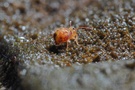 Eigentlich wollte ich Wassertropfen fotografieren