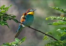 *Merops Apiaster*