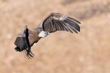 Gänsegeier im Anflug