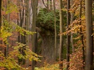Herbstwald, Hersbrucker Schweiz