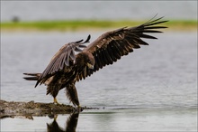 junger Seeadler ...