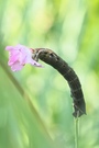 Raupe zwingt Blümchen um die Kurve