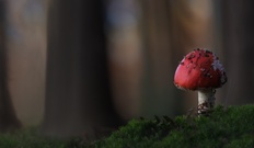 Rotkäppchen im Wald....