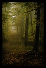 Herbstwald