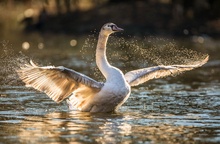 Junger Höckerschwan