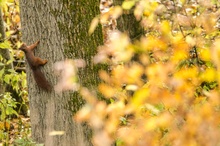 Herbsthörnchen