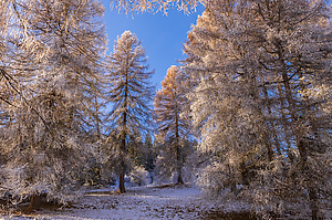 Zärtliche Winterstimmung im Lärchenwald