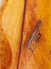 Spinnenläufer (Scutigera coleoptrata)