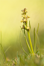 Zwergorchis (Chamorchis alpina)
