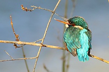 Eisvogel am Kanal