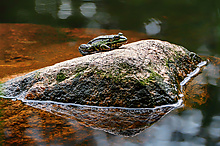 Eindeutig der Froschkönig auf seinem Thron!!