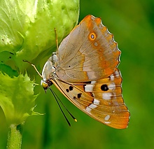 Kleiner Schillerfalter