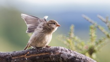 Ein engelhafter Spatz für Wolf