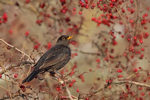 Charly Amsel ...