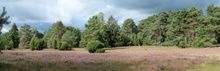 Im Wald und auf der Heide...