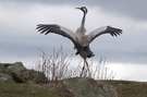 Vogel des Glücks