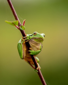 Laubfrosch