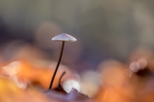 Pilz im sonnigen Laub