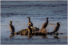 ... cormorant island ...