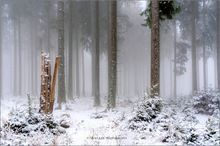 Wittgensteiner Nebelwald