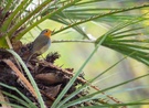 Rotkehlchen auf der Palme