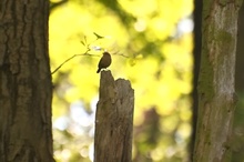 Das Liedchen des Zaunkönigs